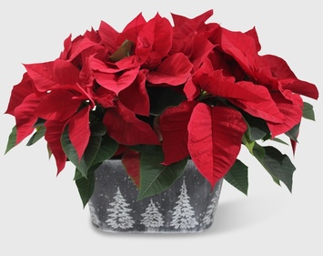 Poinsettias & Plants