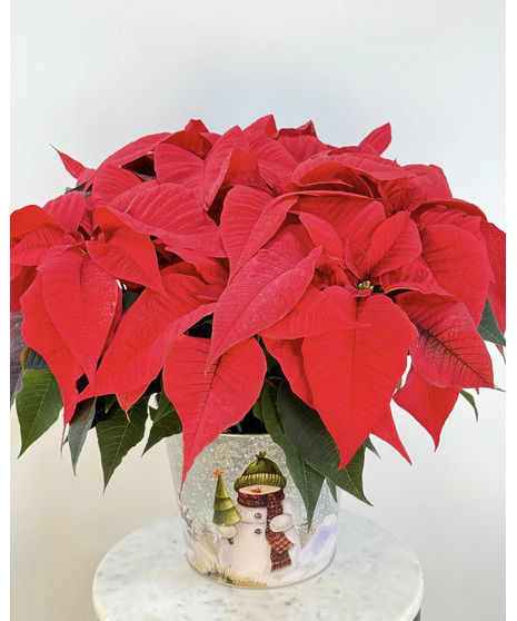 A bright red poinsettia in a decorative container