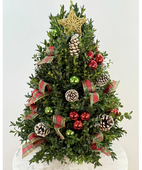 A small holiday boxwood tree