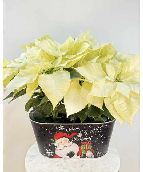 Red poinsettia in a decorative container