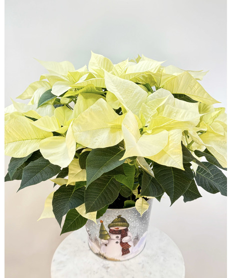 A bright red poinsettia in a decorative container