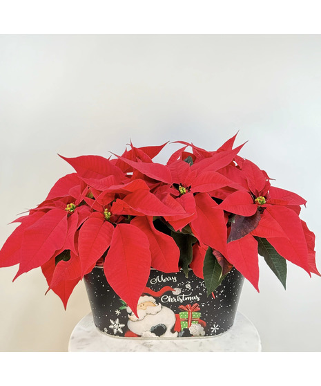Christmas Poinsettia