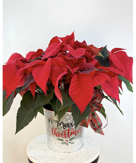 Holiday Poinsettia