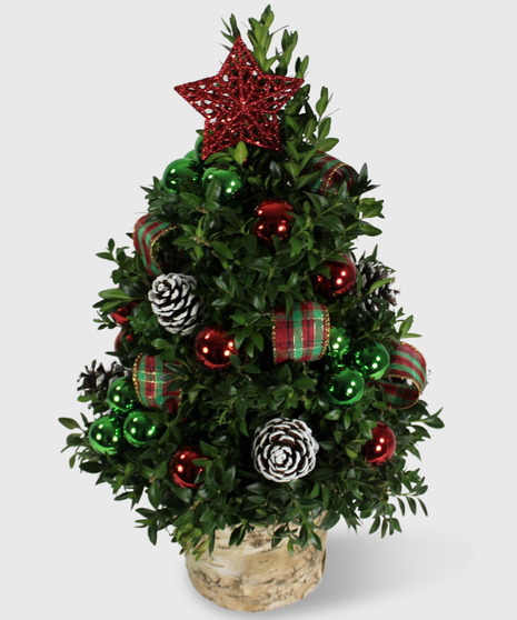 A small holiday boxwood tree