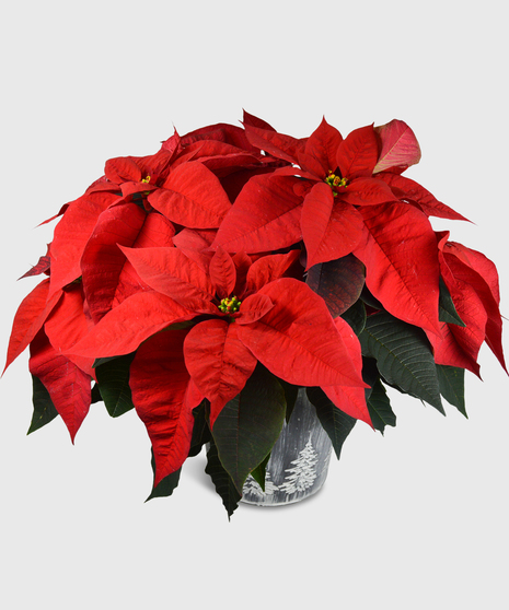 A bright red poinsettia in a decorative container